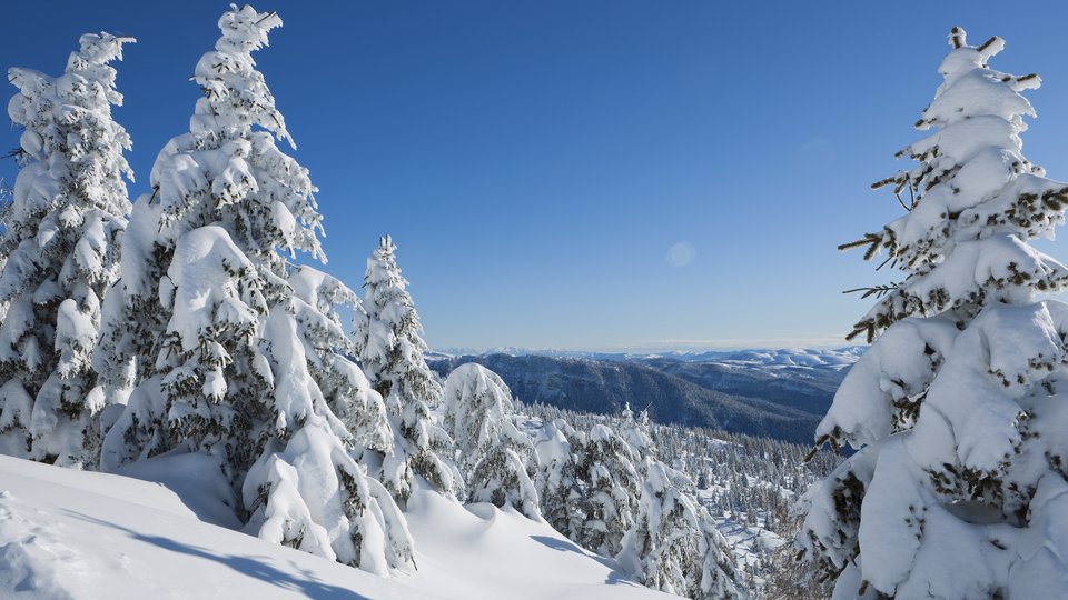 alberi innevati sull altopiano di asiago